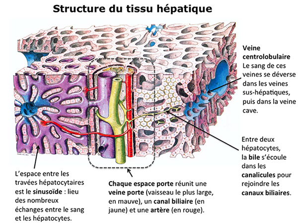 Schema Structure Tissu hepatique