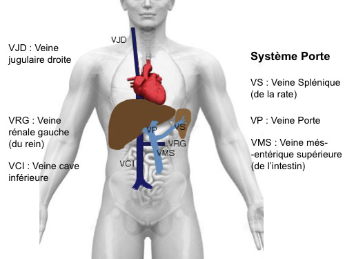 Schéma des systèmes vasculaires porte et cave en relation avec le foie
