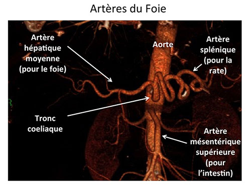 Le Foie et les Voies biliaires : Anatomie | Centre Hépato-Biliaire ...