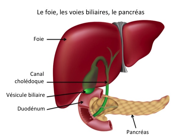 Le Foie et les Voies biliaires : Anatomie | Centre Hépato-Biliaire ...