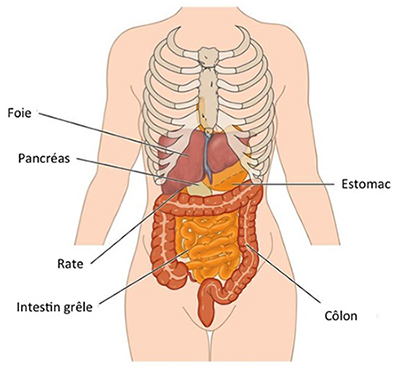 Le Foie et les Voies biliaires : Anatomie