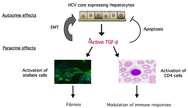 Schema TGFbeta and Hepatitis C Virus