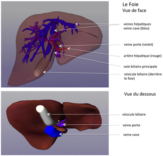 Cancer de la vésicule biliaire | Centre Hépato-Biliaire Paul Brousse